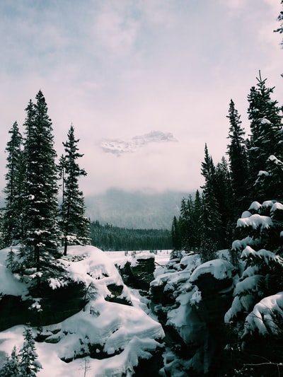 青松雪原